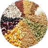 Healthwise legumes and grains icon