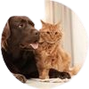 Healthwise pet icon